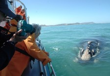 Tales of Whales – winter in South Africa beckons