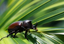 Africa’s little five – weird and wonderful on a small scale