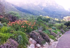 Fynbos - South Africa’s botanical wonder