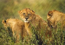 Our quick guide to the seasons in South Africa, Botswana, Mozambique, Zimbabwe and Zambia– when to go?