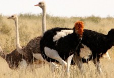 The largest bird on earth cannot fly!